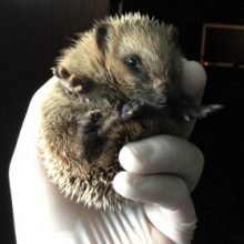 Siili hoitajan kädessä