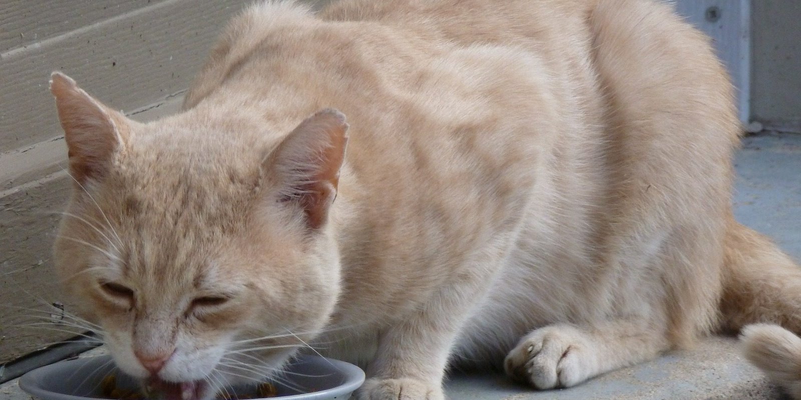 cat-433017_1920