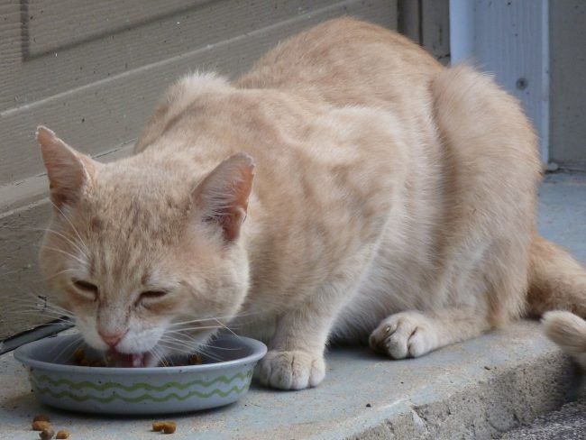 cat-433017_1920