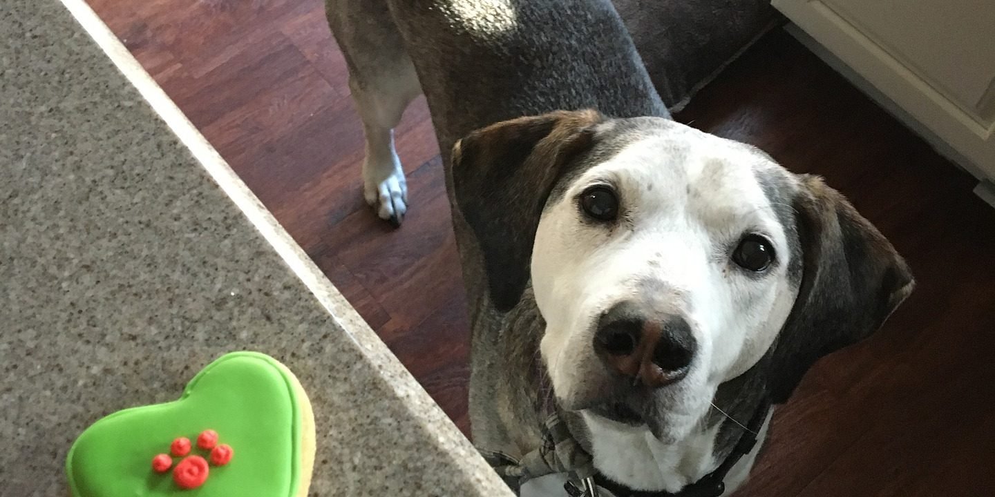 dog-2365083_1920
