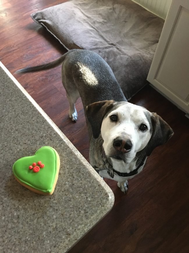 dog-2365083_1920