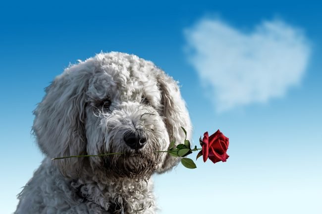 valentines-day-3135789_1920