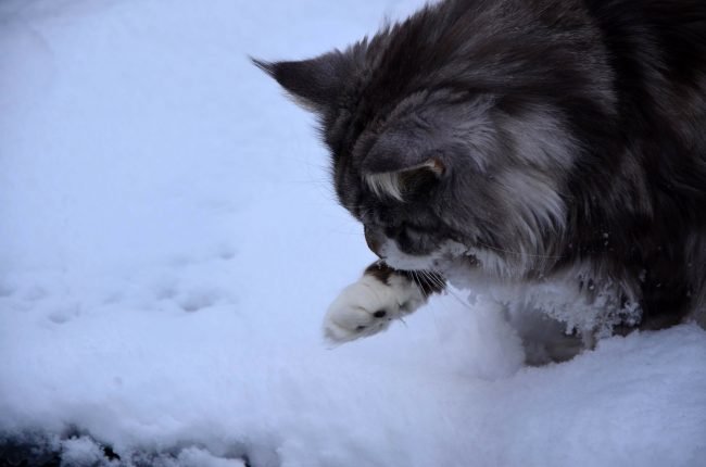 cat-75063_1920 Kuvituskuva: kissa ja lunta