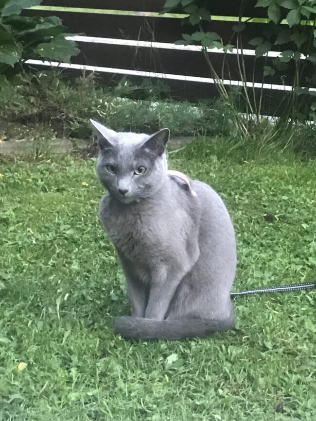 kissa