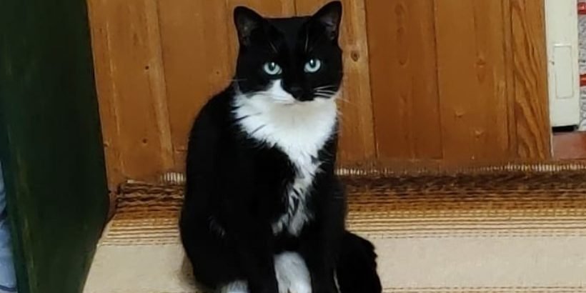 cat