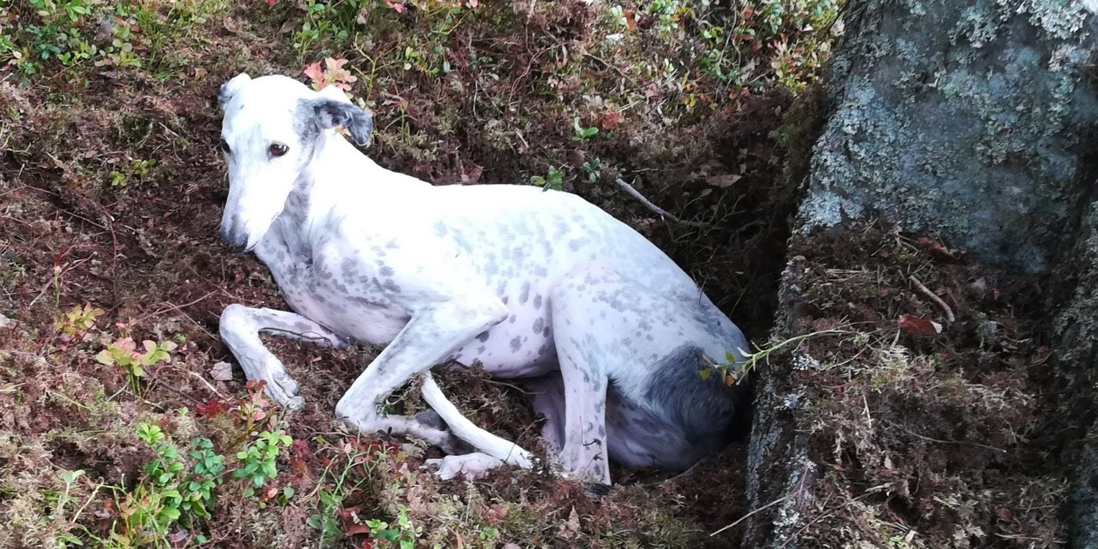 Masi the galgo Masi