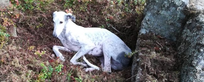 Masi the galgo Masi