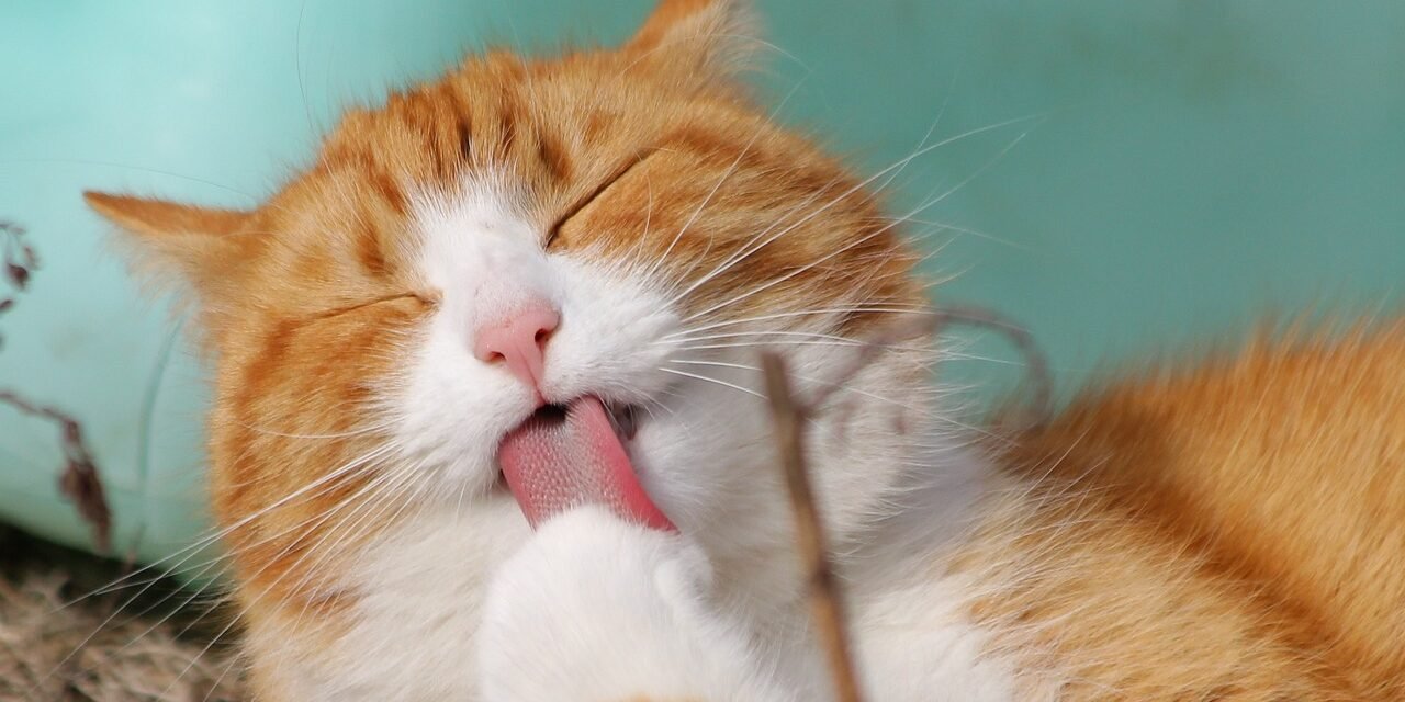 cat-323262_1280 Kissa haukottelee. Kuva: Pixabay.