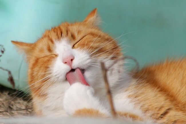 cat-323262_1280 Kissa haukottelee. Kuva: Pixabay.