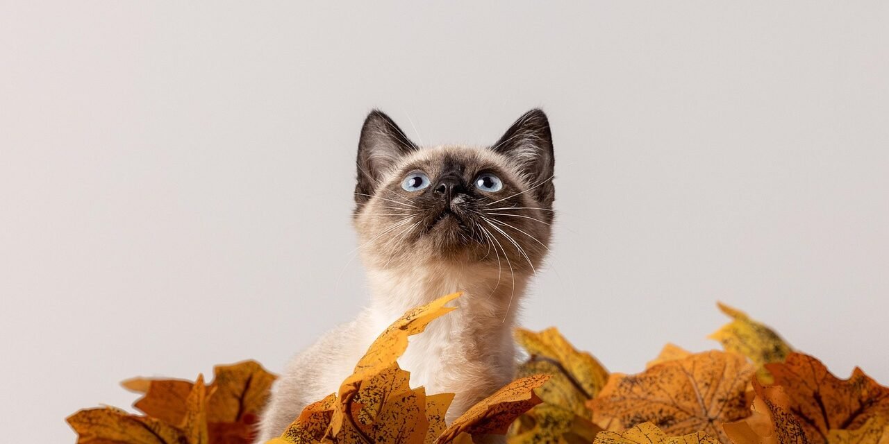 cat-7536508_1280 Kissa ja syksyisiä lehtiä. Kuva: Pixabay.