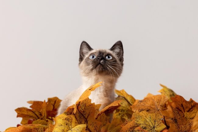 cat-7536508_1280 Kissa ja syksyisiä lehtiä. Kuva: Pixabay.