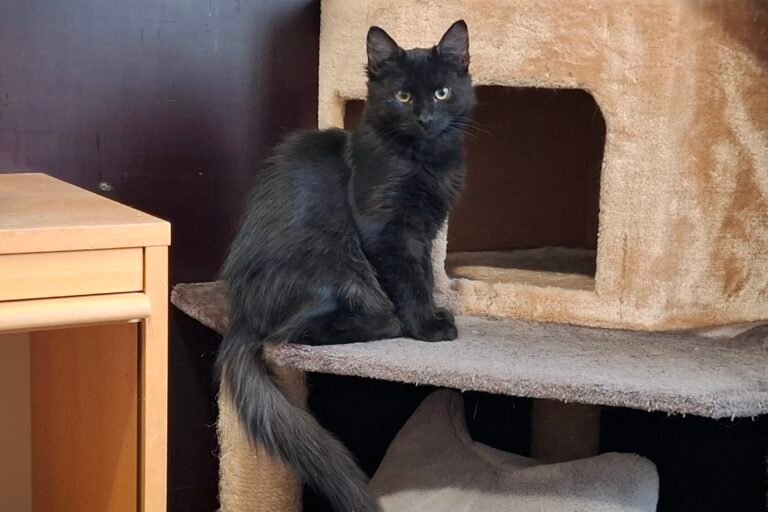 huisku